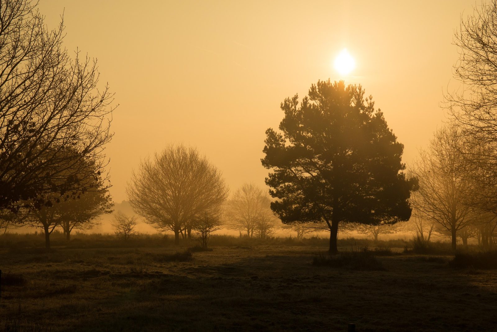 bilden föreställer en mystiskt skog och en naturlig plats